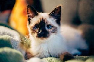 猫可以吃角瓜嘛,角瓜在猫饮食中的适宜性探讨